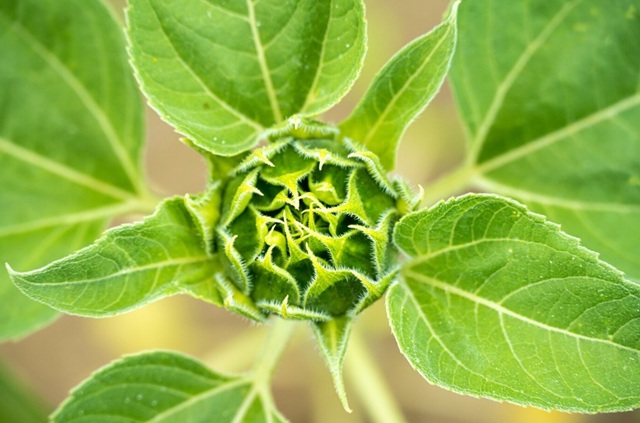 kratom rostlina